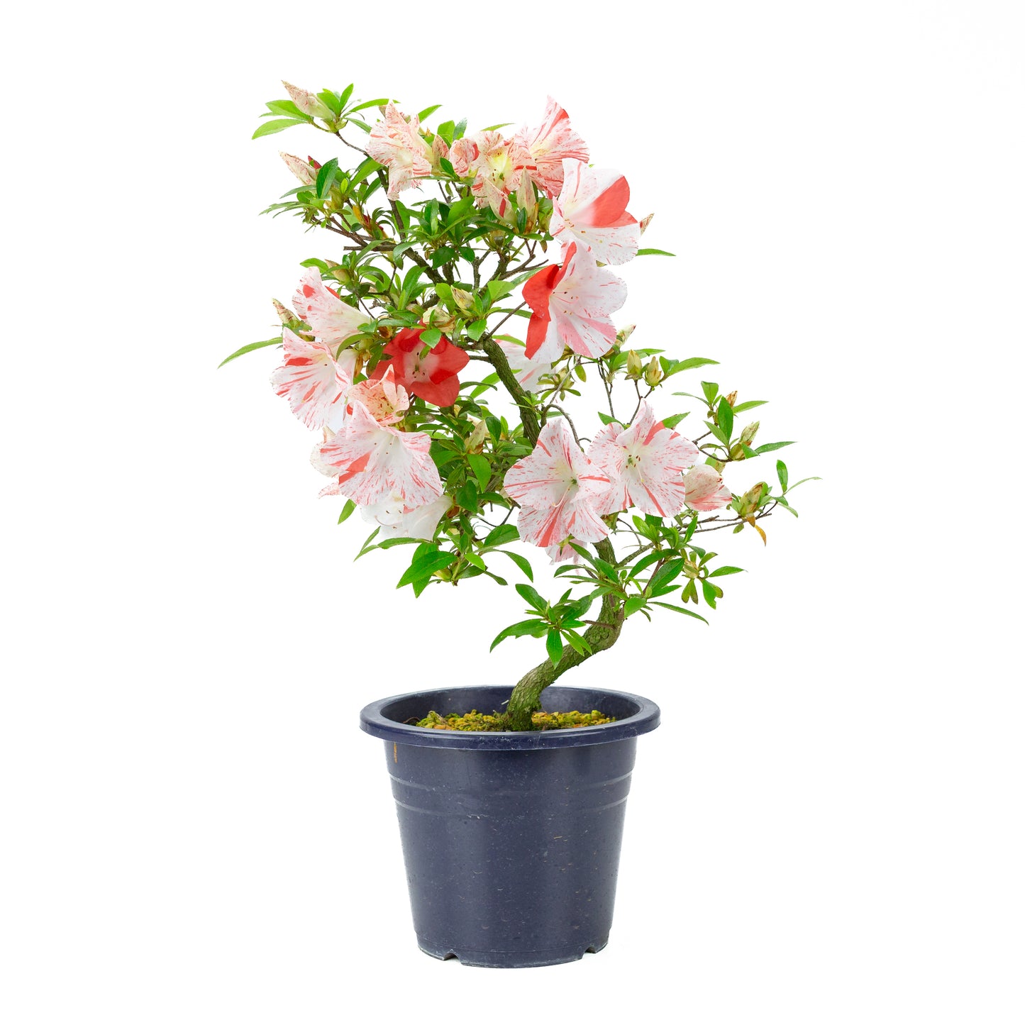 Rhododendron indicum 'Umihotaru' (satsuki azalea), hoogte ~50cm