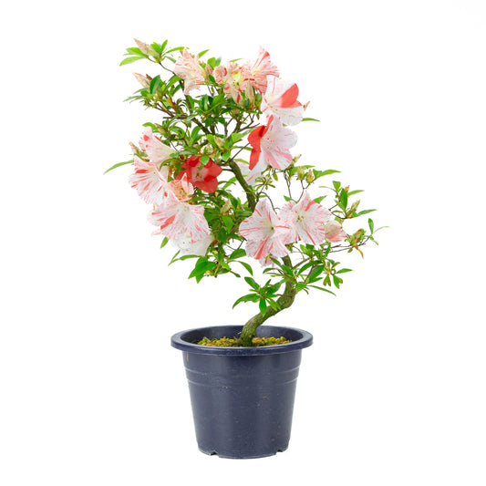Rhododendron indicum 'Umihotaru' (satsuki azalea), hoogte ~50cm