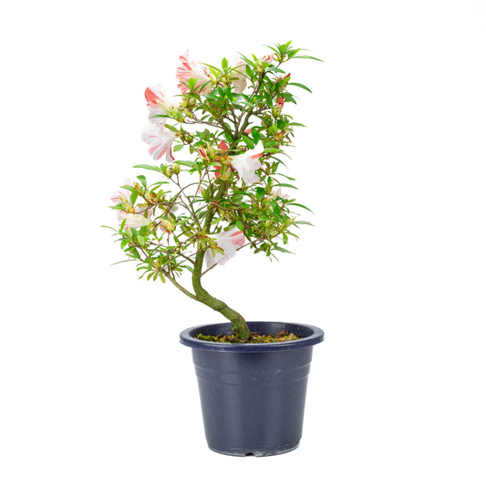 Rhododendron indicum 'Umihotaru' (satsuki azalea), hoogte ~50cm