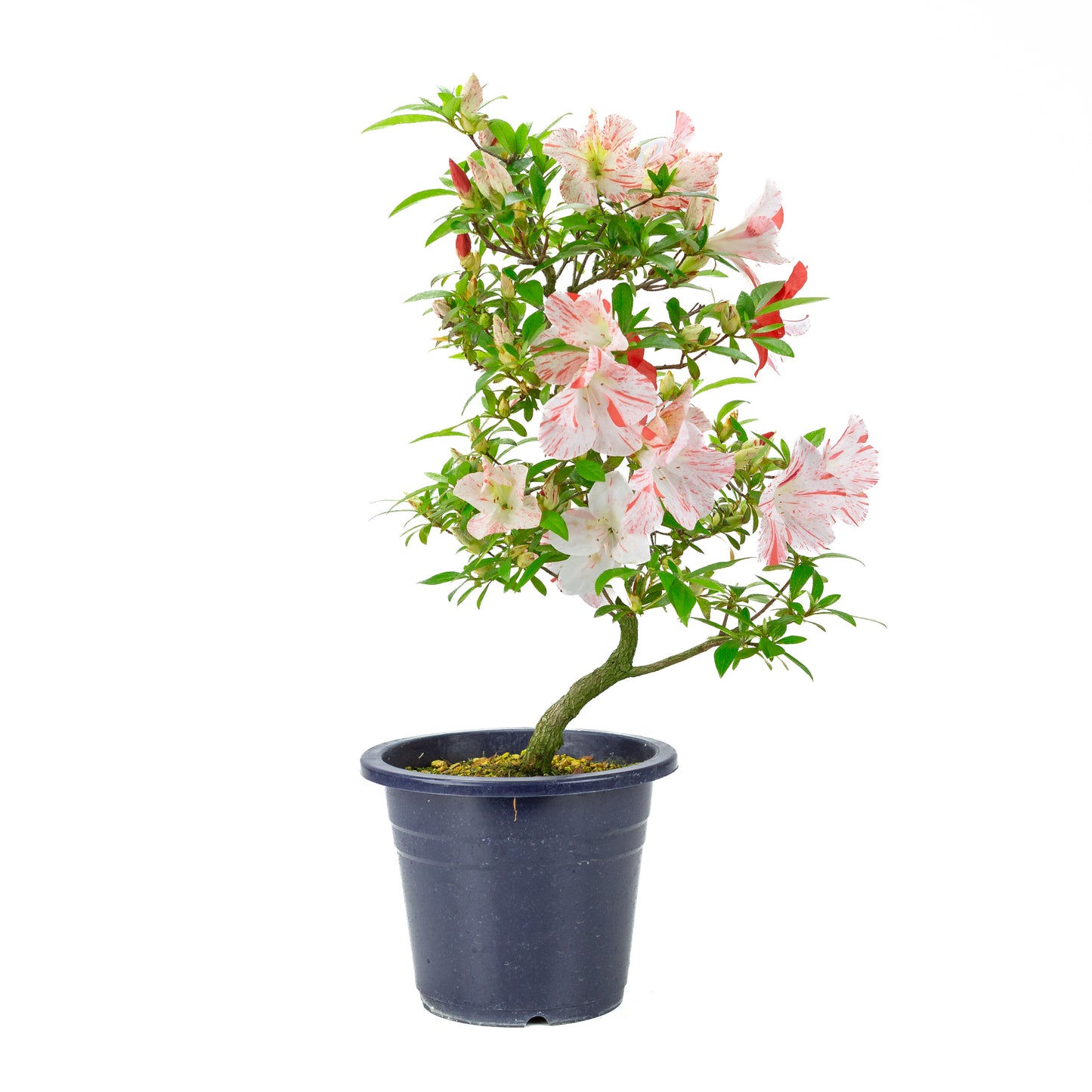 Rhododendron indicum 'Umihotaru' (satsuki azalea), hoogte ~50cm