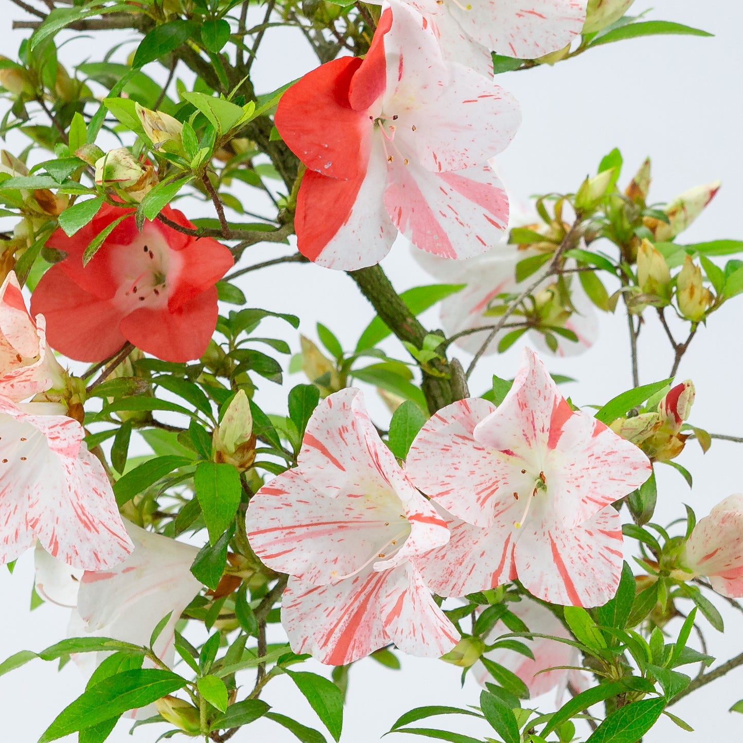 Rhododendron indicum 'Umihotaru' (satsuki azalea), hoogte ~50cm