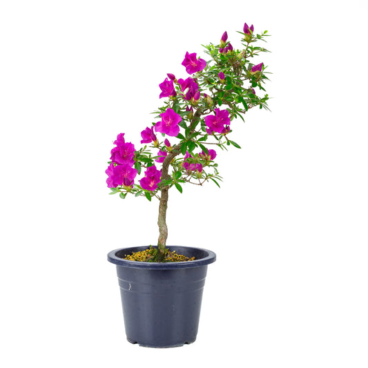 Rhododendron indicum 'Hoshi no Kagayaki' (satsuki azalea), hoogte ~50cm