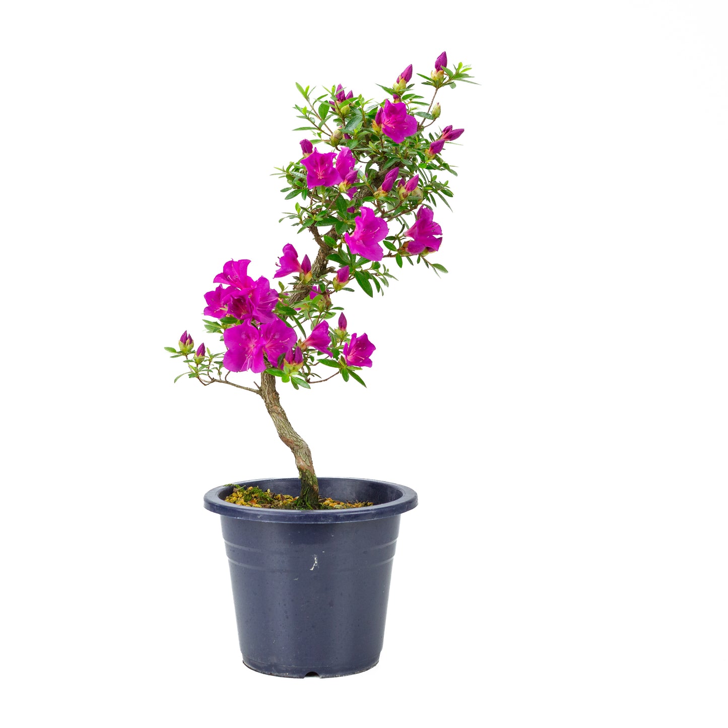 Rhododendron indicum 'Hoshi no Kagayaki' (satsuki azalea), hoogte ~50cm