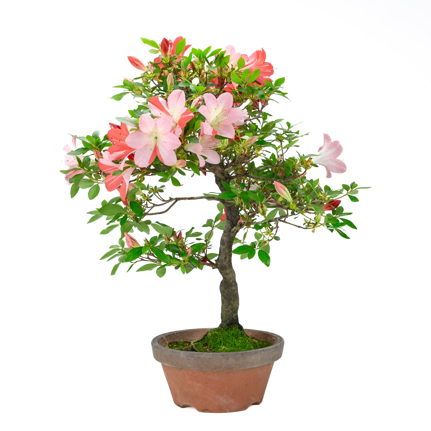 Rhododendron indicum 'Yume Monogatari' (satsuki azalea), hoogte ~60cm
