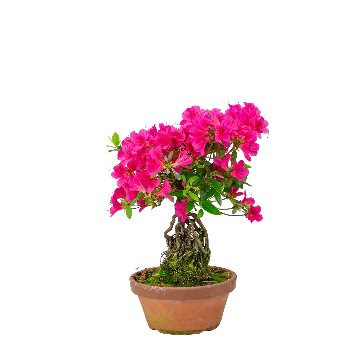 Rhododendron indicum (satsuki azalea), hoogte ~38cm