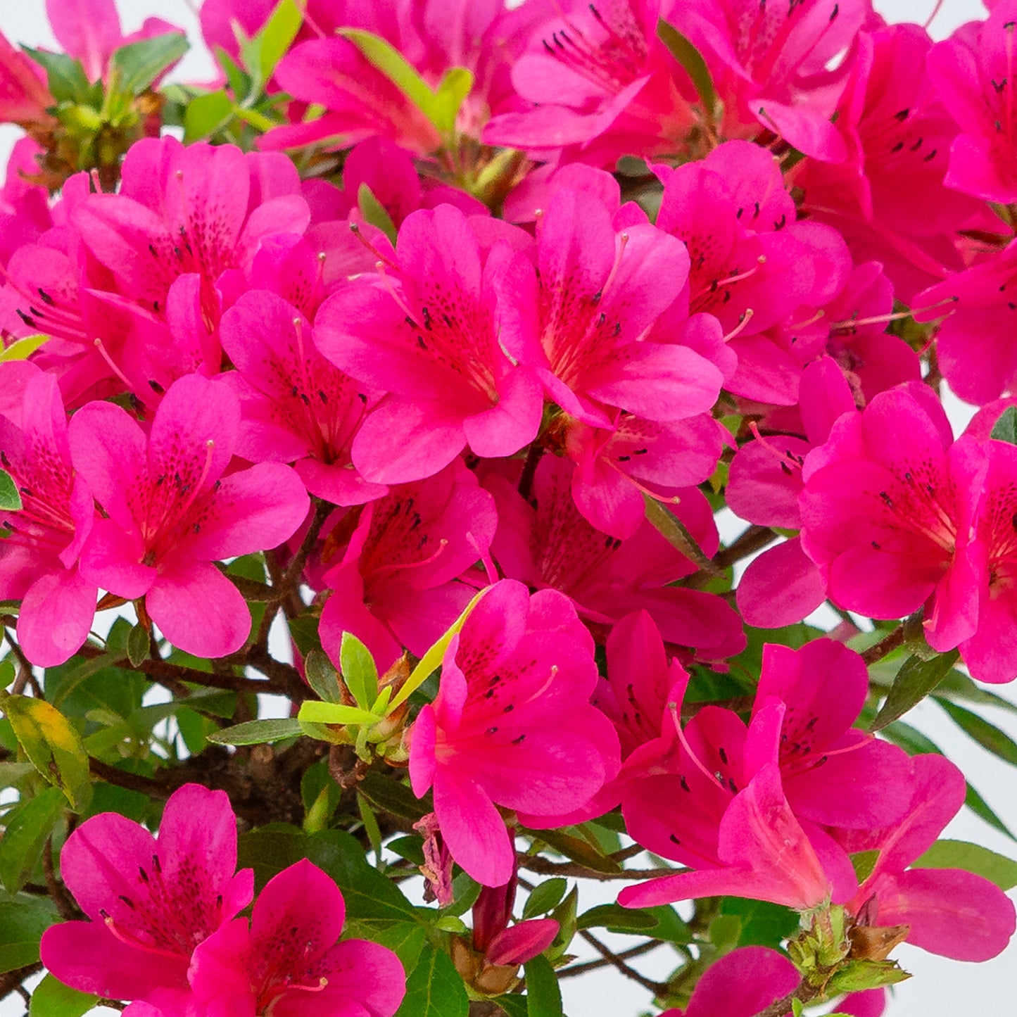 Rhododendron indicum (satsuki azalea), hoogte ~38cm
