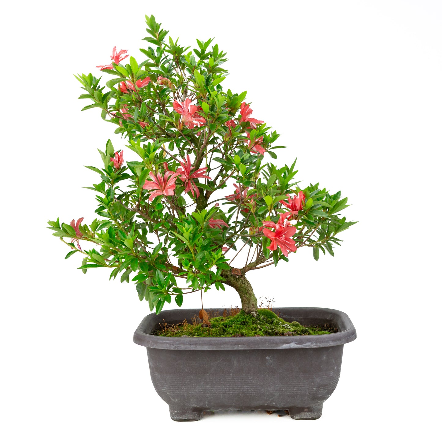 Rhododendron indicum 'Tateyama no Mai' (satsuki azalea), hoogte ~51cm