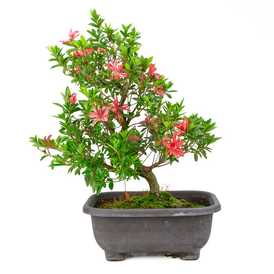 Rhododendron indicum 'Tateyama no Mai' (satsuki azalea), hoogte ~51cm