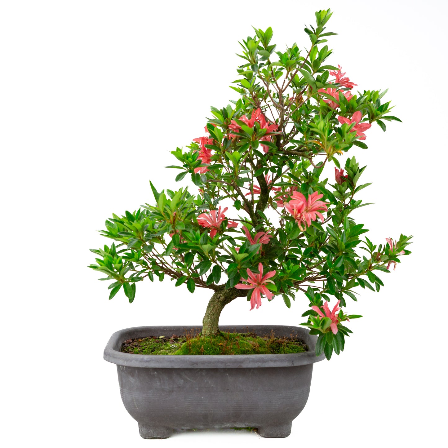 Rhododendron indicum 'Tateyama no Mai' (satsuki azalea), hoogte ~51cm