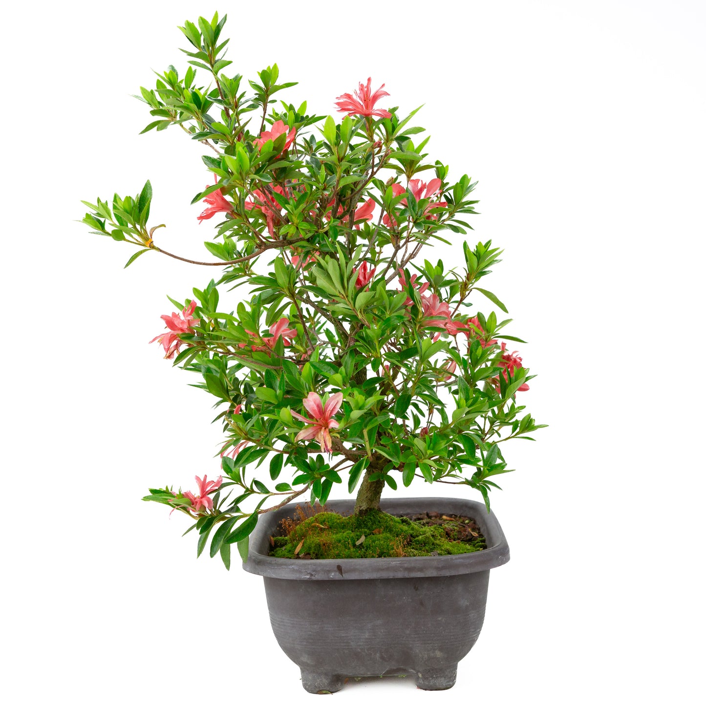 Rhododendron indicum 'Tateyama no Mai' (satsuki azalea), hoogte ~51cm
