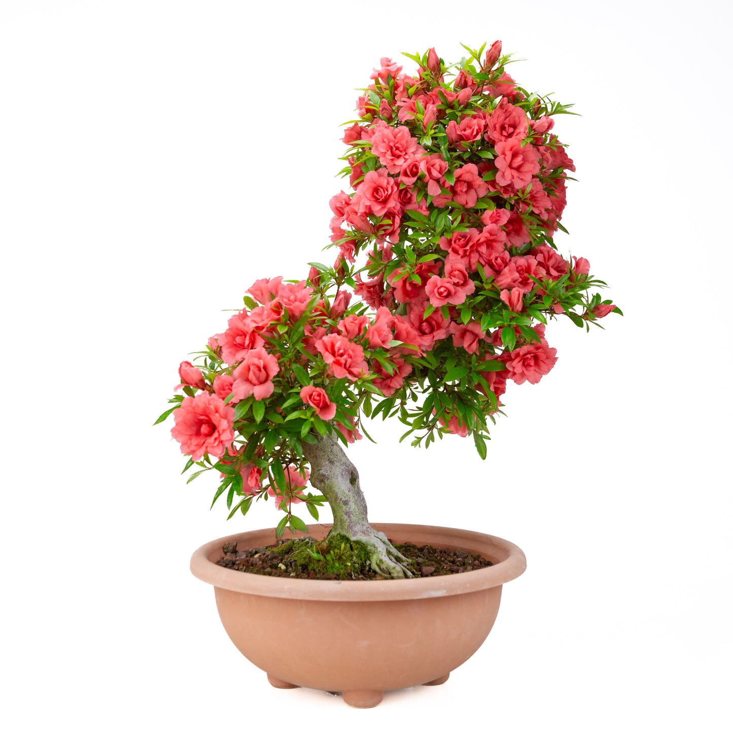 Rhododendron indicum 'Komane' (satsuki azalea), hoogte ~61cm