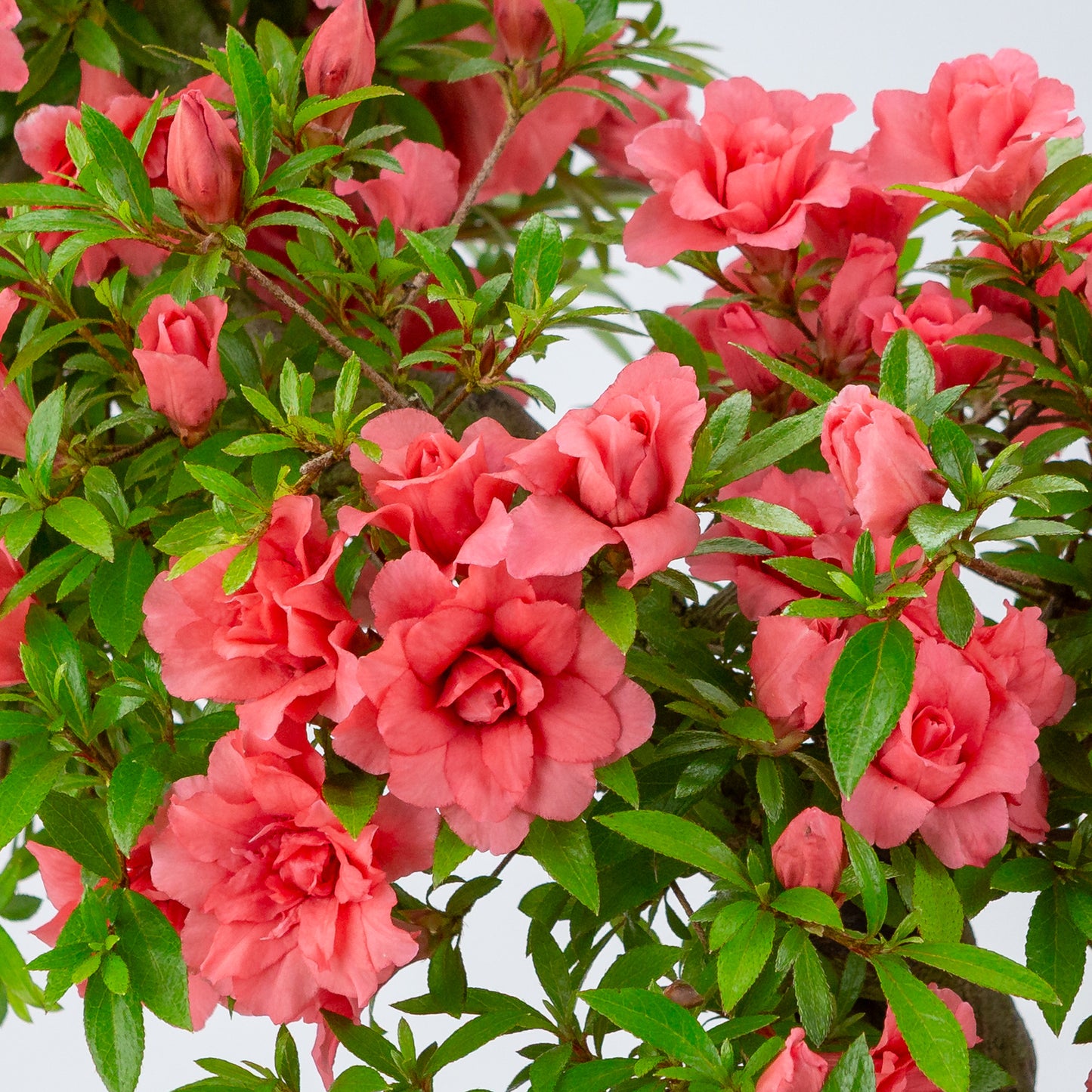 Rhododendron indicum 'Komane' (satsuki azalea), hoogte ~61cm