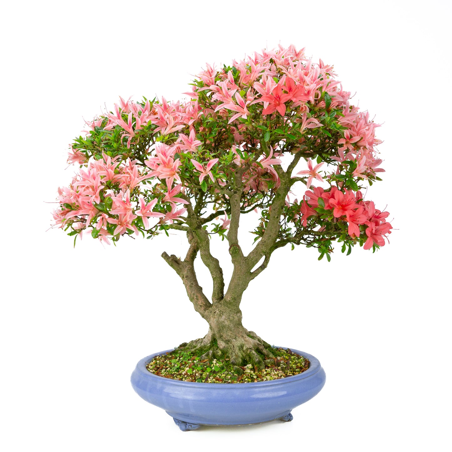 Rhododendron indicum 'Koto no Kagayaki' (satsuki azalea), hoogte ~53cm