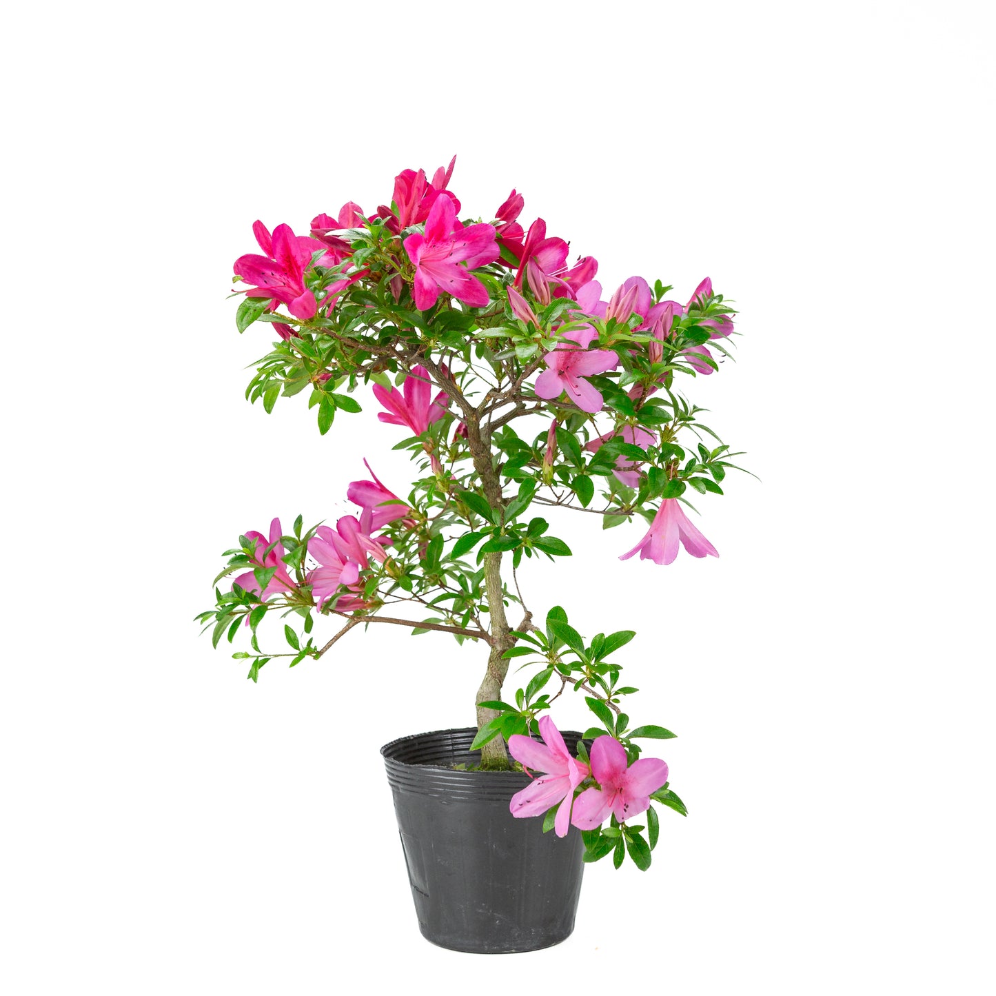 Rhododendron indicum (satsuki azalea), hoogte ~48cm