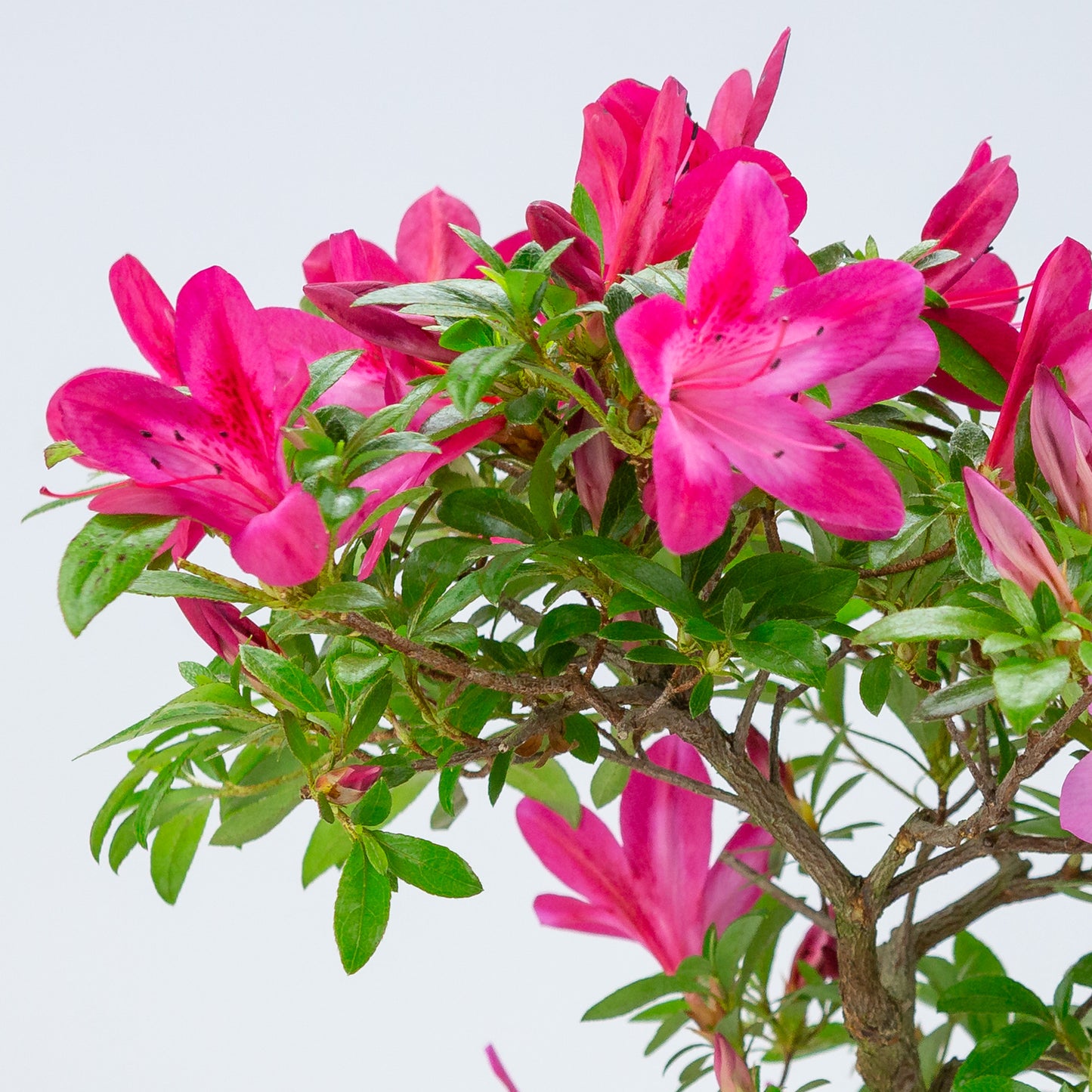 Rhododendron indicum (satsuki azalea), hoogte ~48cm