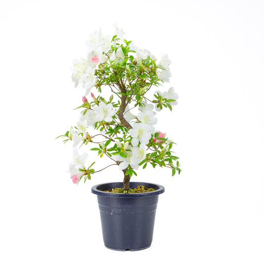 Rhododendron indicum 'Moe' (satsuki azalea), hoogte ~54cm