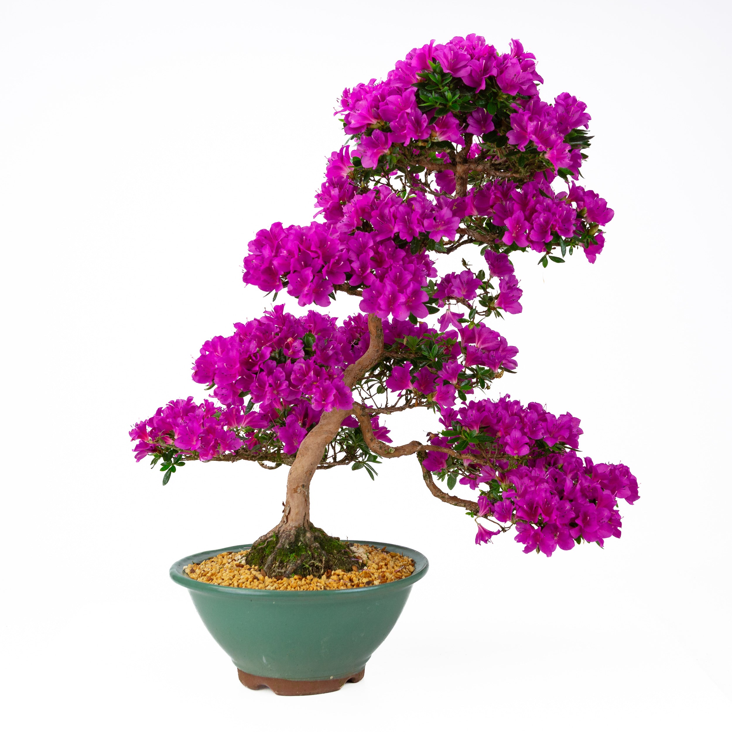 Rhododendron indicum 'Hoshi no Kagayaki' (satsuki azalea), hoogte
