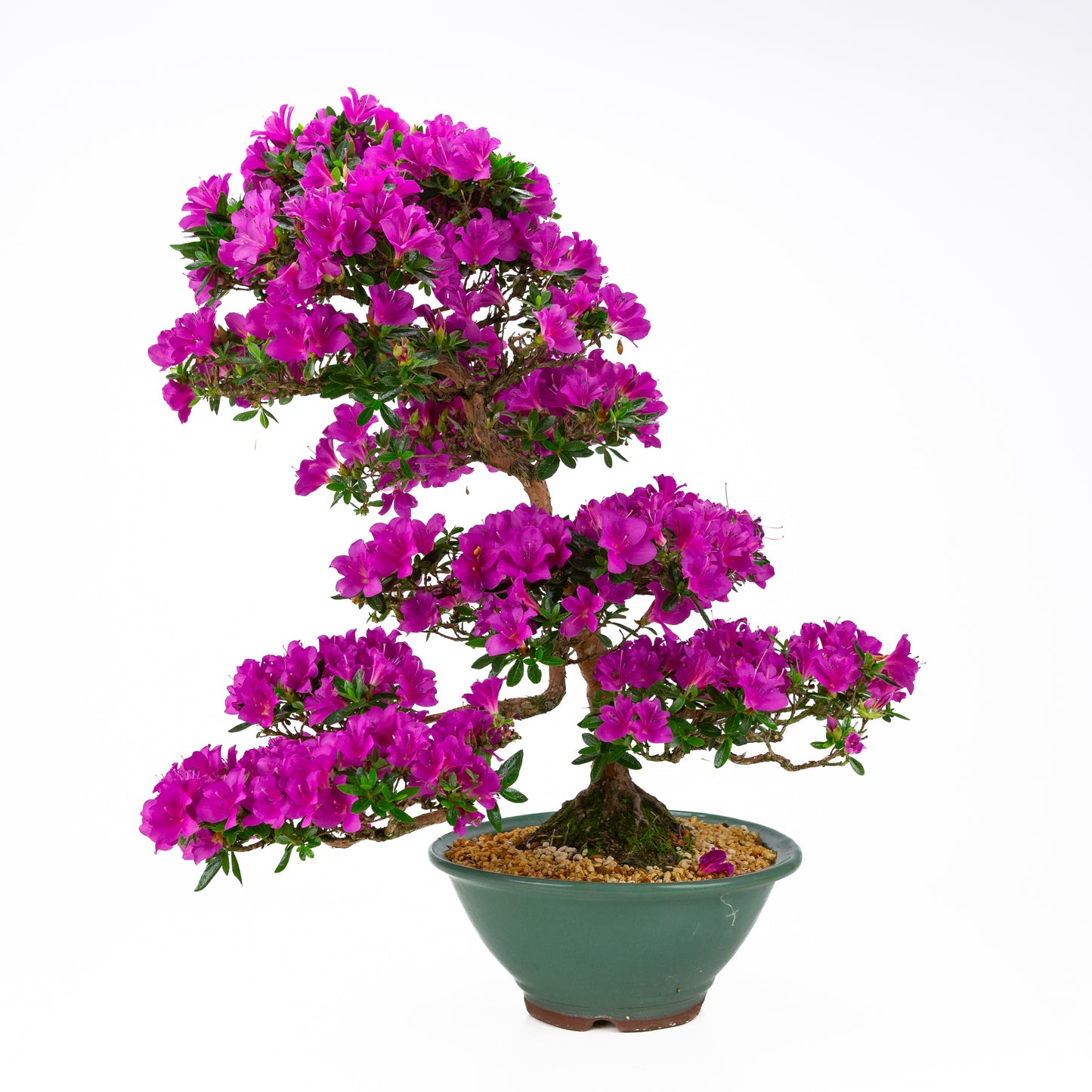 Rhododendron indicum 'Hoshi no Kagayaki' (satsuki azalea), hoogte ~58cm