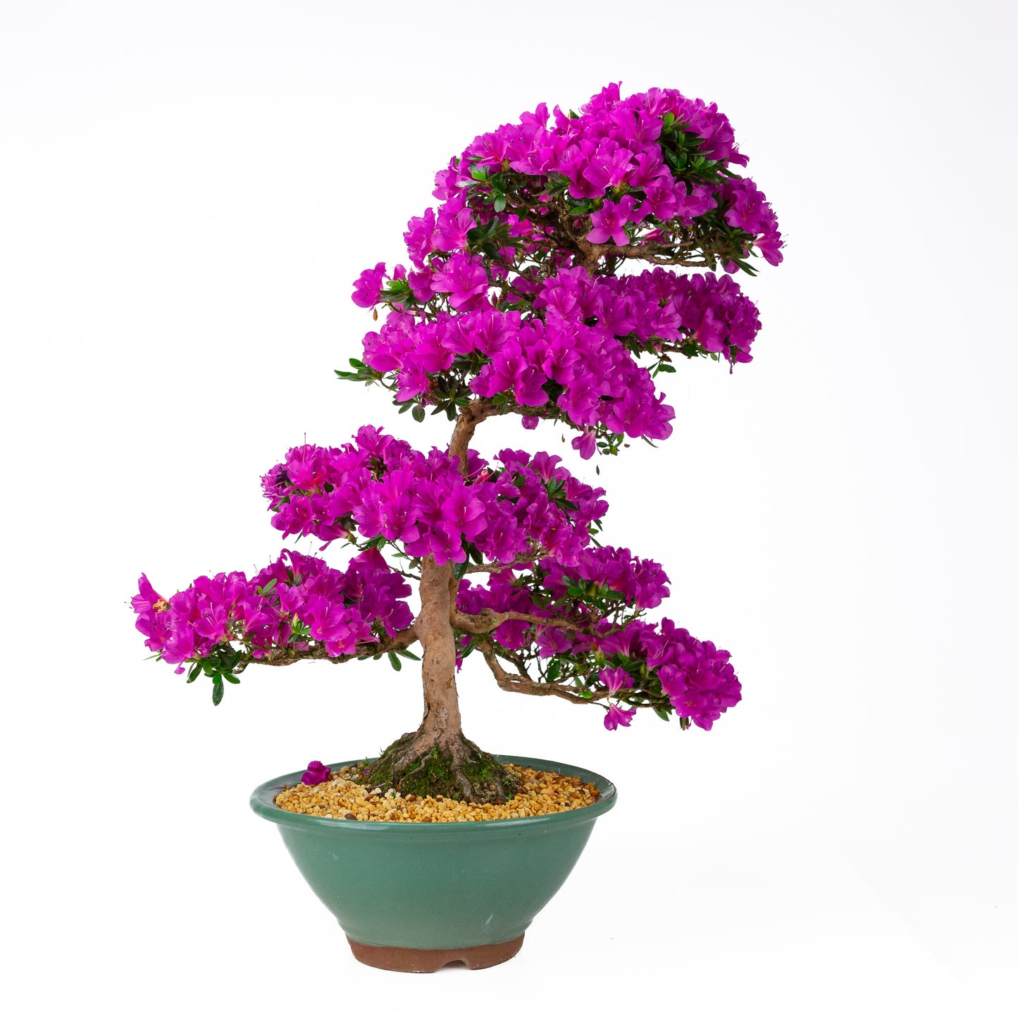 Rhododendron indicum 'Hoshi no Kagayaki' (satsuki azalea), hoogte ~58cm