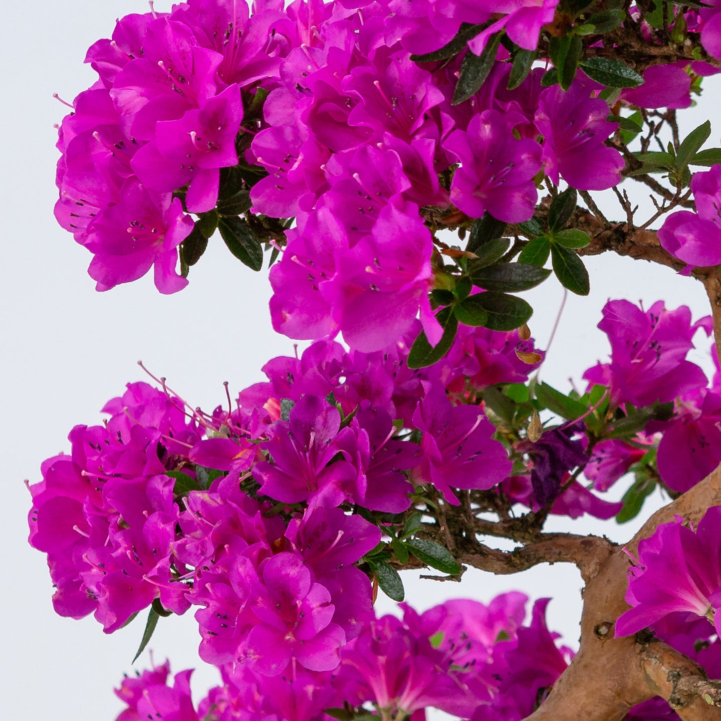 Rhododendron indicum 'Hoshi no Kagayaki' (satsuki azalea), hoogte ~58cm