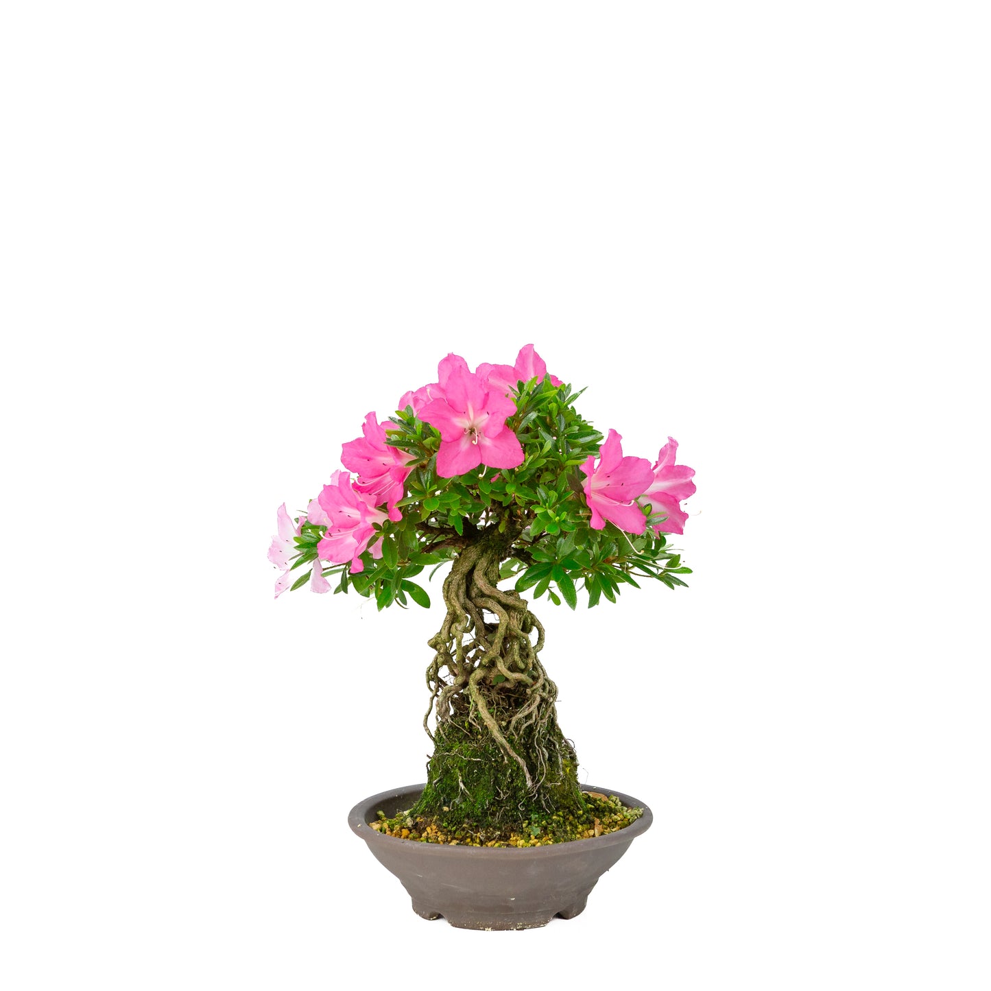 Rhododendron indicum 'Yuko' (satsuki azalea), hoogte ~33cm
