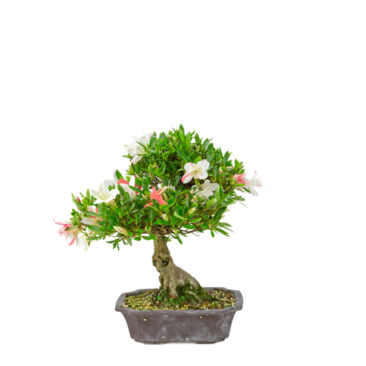 Rhododendron indicum 'Matsuna' (satsuki azalea), hoogte ~34cm