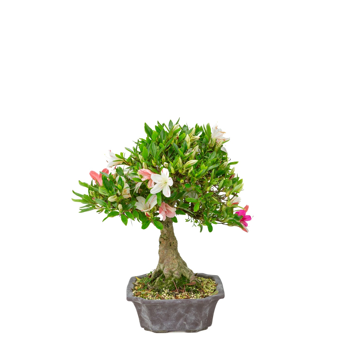 Rhododendron indicum 'Matsuna' (satsuki azalea), hoogte ~34cm