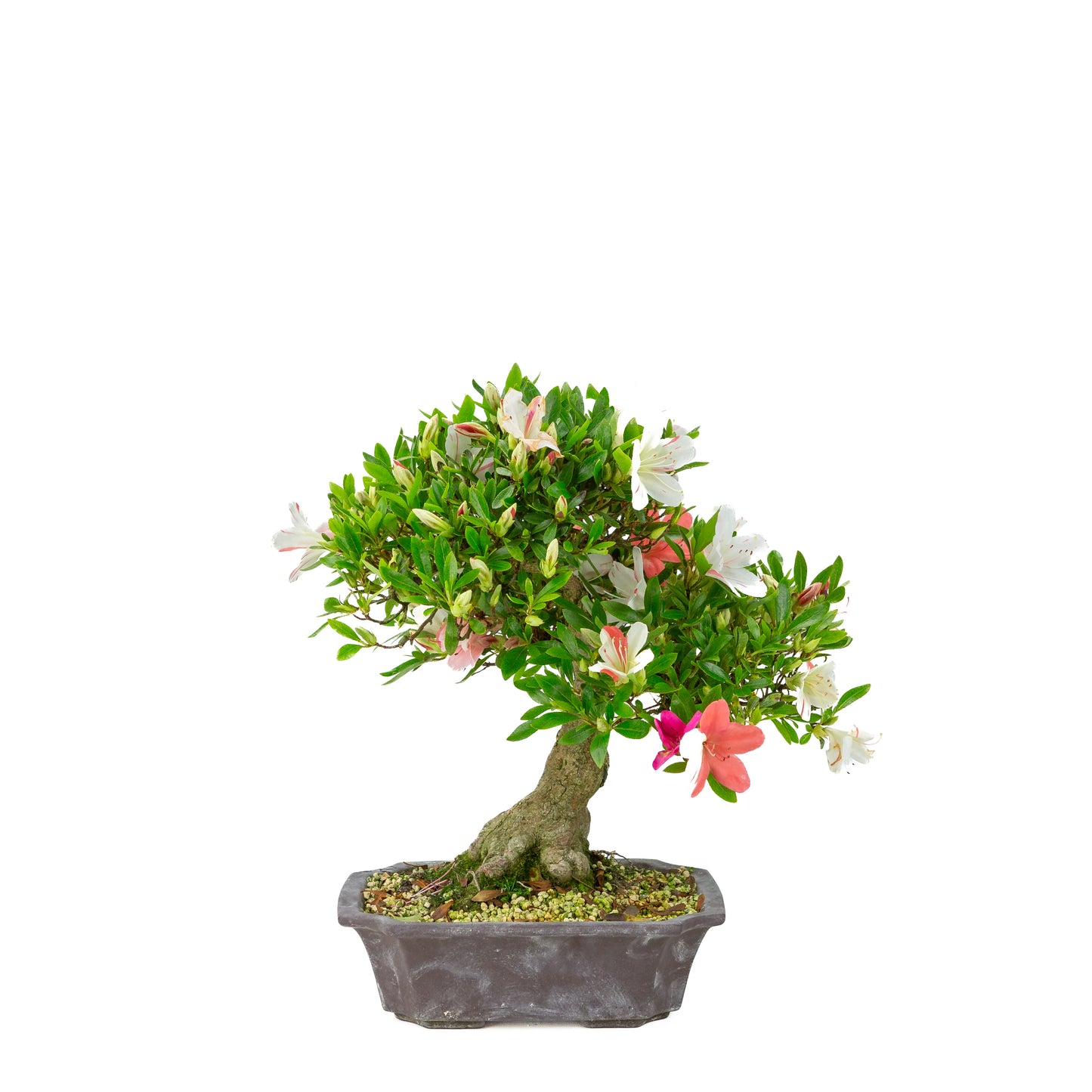 Rhododendron indicum 'Matsuna' (satsuki azalea), hoogte ~34cm