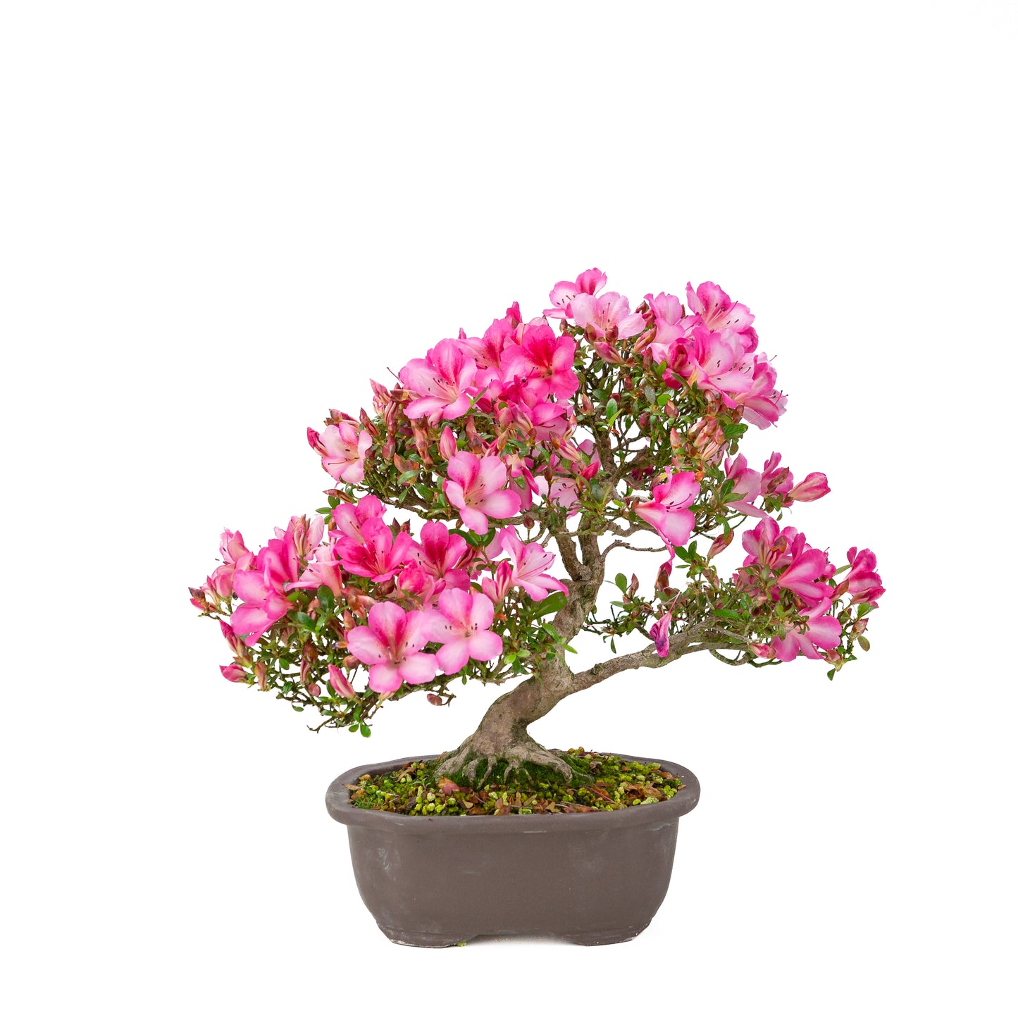 Rhododendron indicum 'Azuma Kagami' (satsuki azalea), hoogte ~37cm