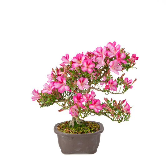 Rhododendron indicum 'Azuma Kagami' (satsuki azalea), hoogte ~37cm