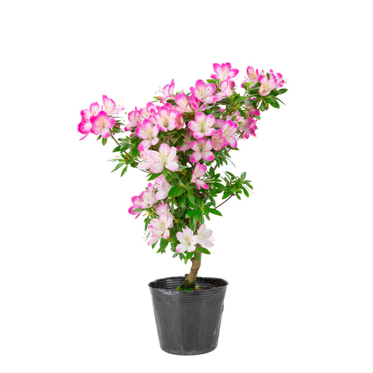 Rhododendron indicum 'Hana Maiko' (satsuki azalea), hoogte ~45cm