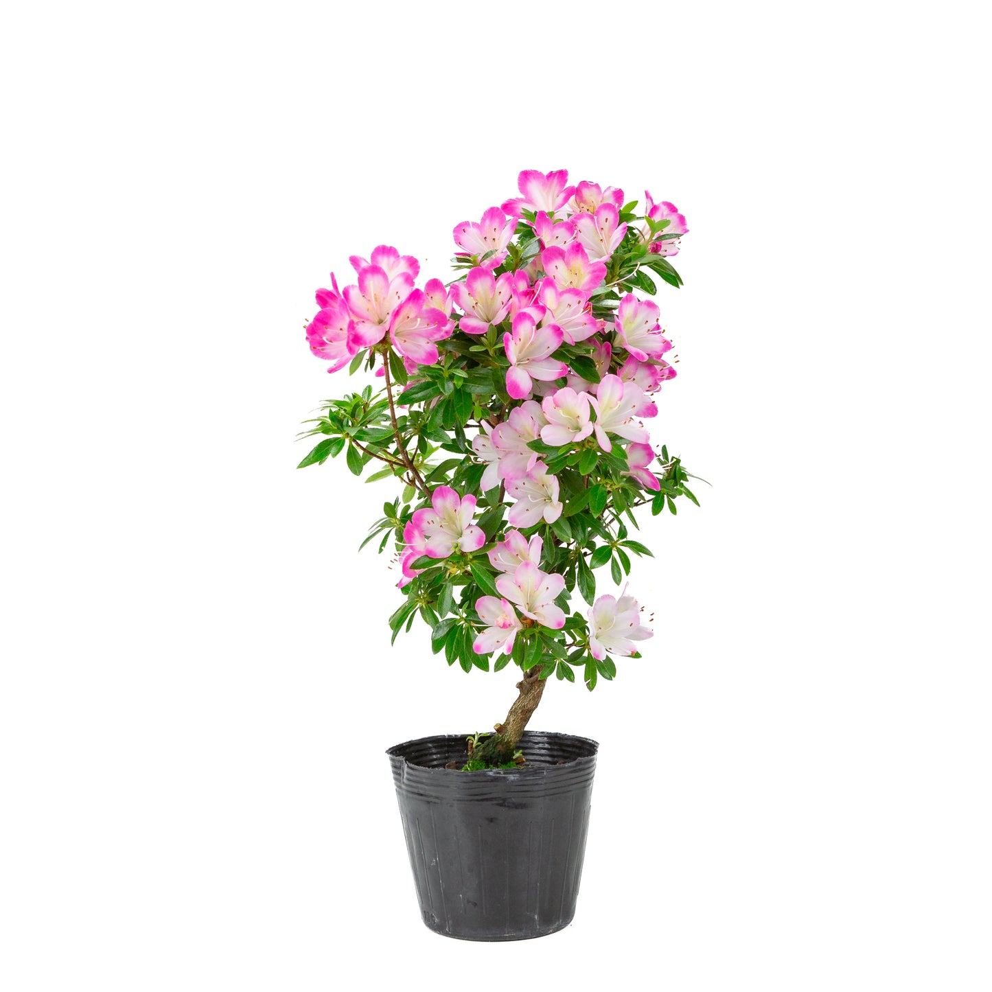 Rhododendron indicum 'Hana Maiko' (satsuki azalea), hoogte ~45cm