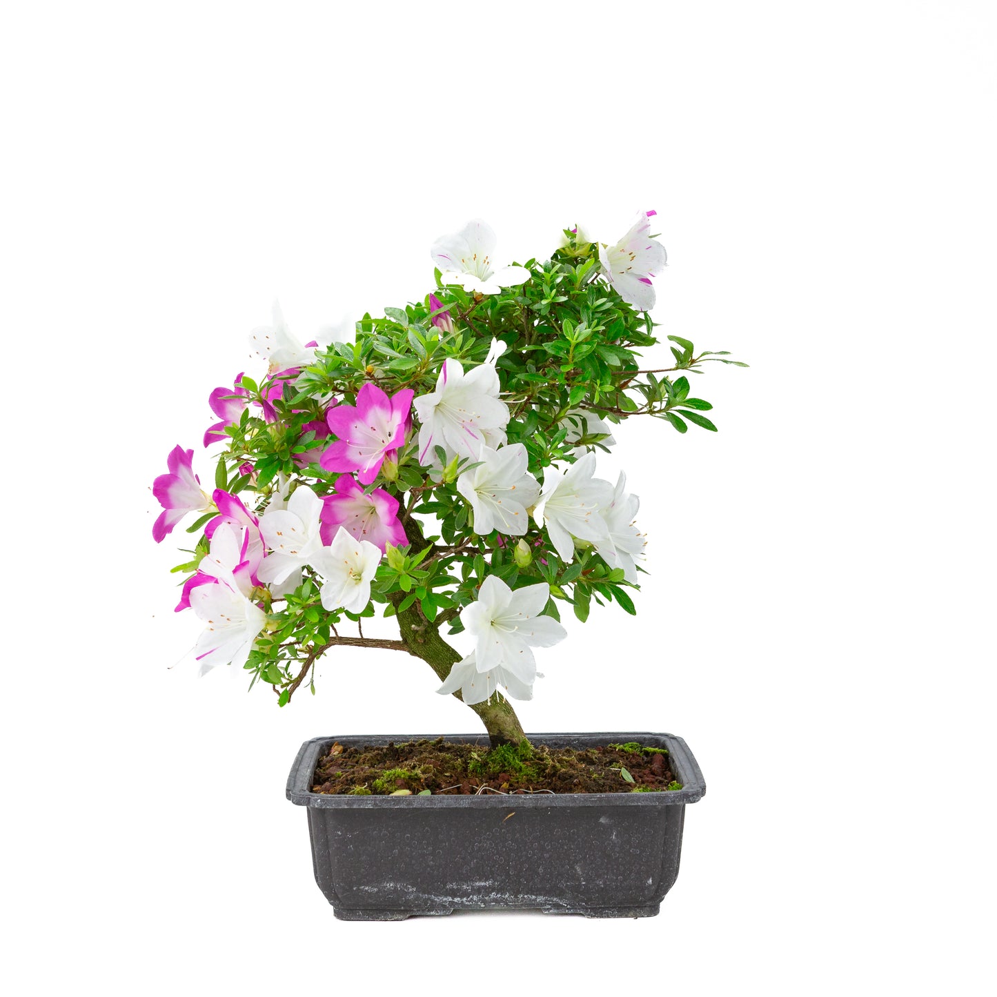 Rhododendron indicum 'Ruka' (satsuki azalea), hoogte ~43cm