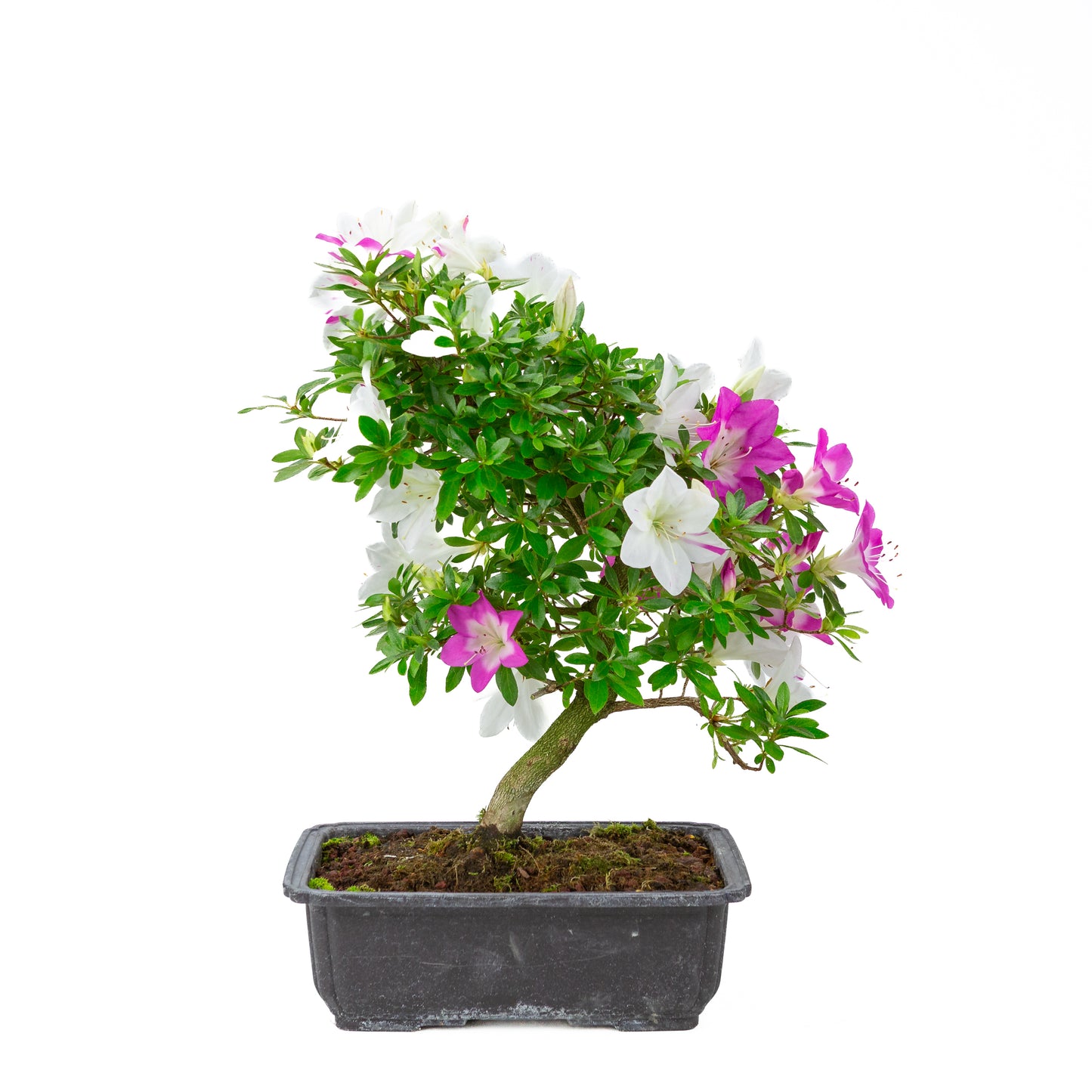 Rhododendron indicum 'Ruka' (satsuki azalea), hoogte ~43cm