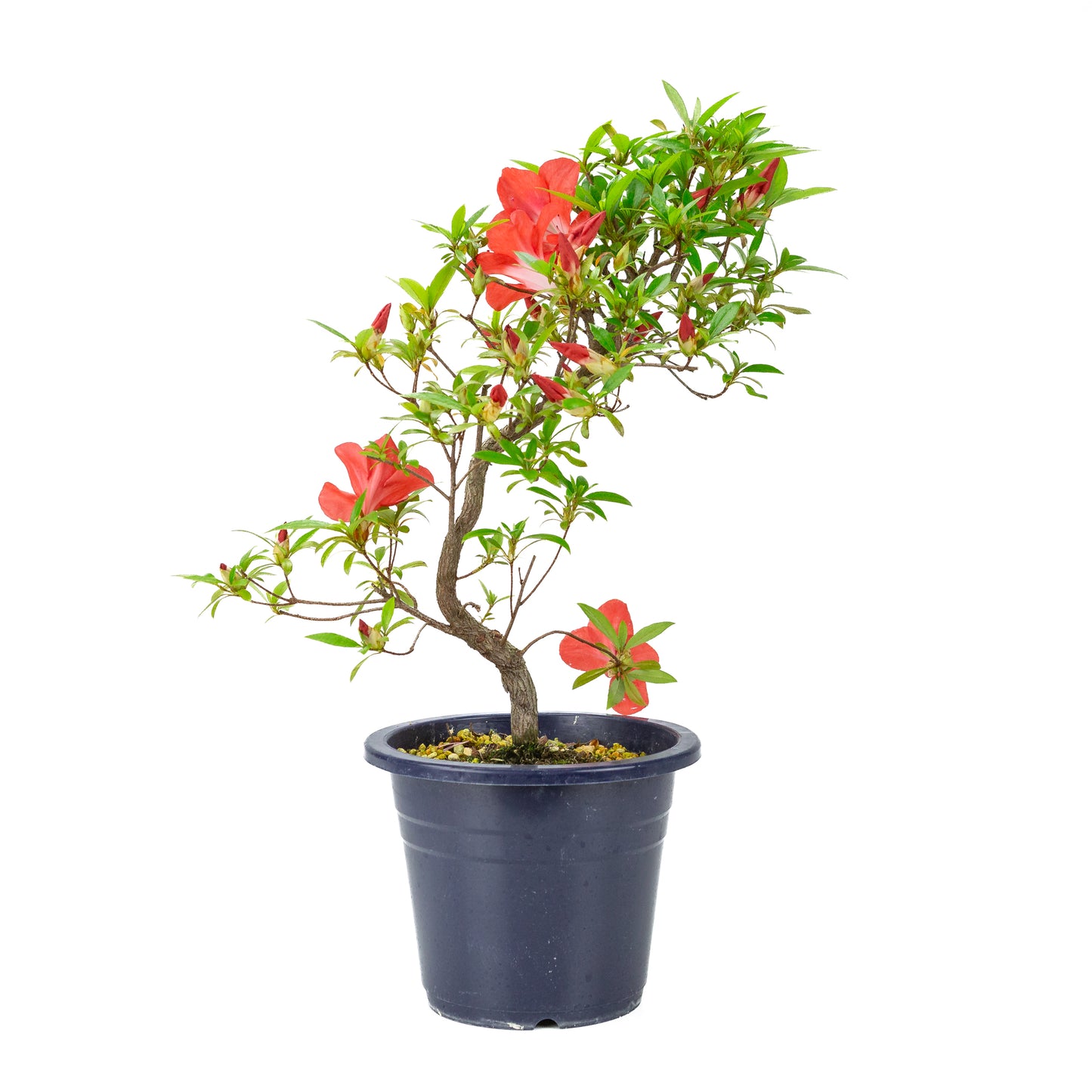 Rhododendron indicum 'Umi Hotaru' (satsuki azalea), hoogte ~49cm