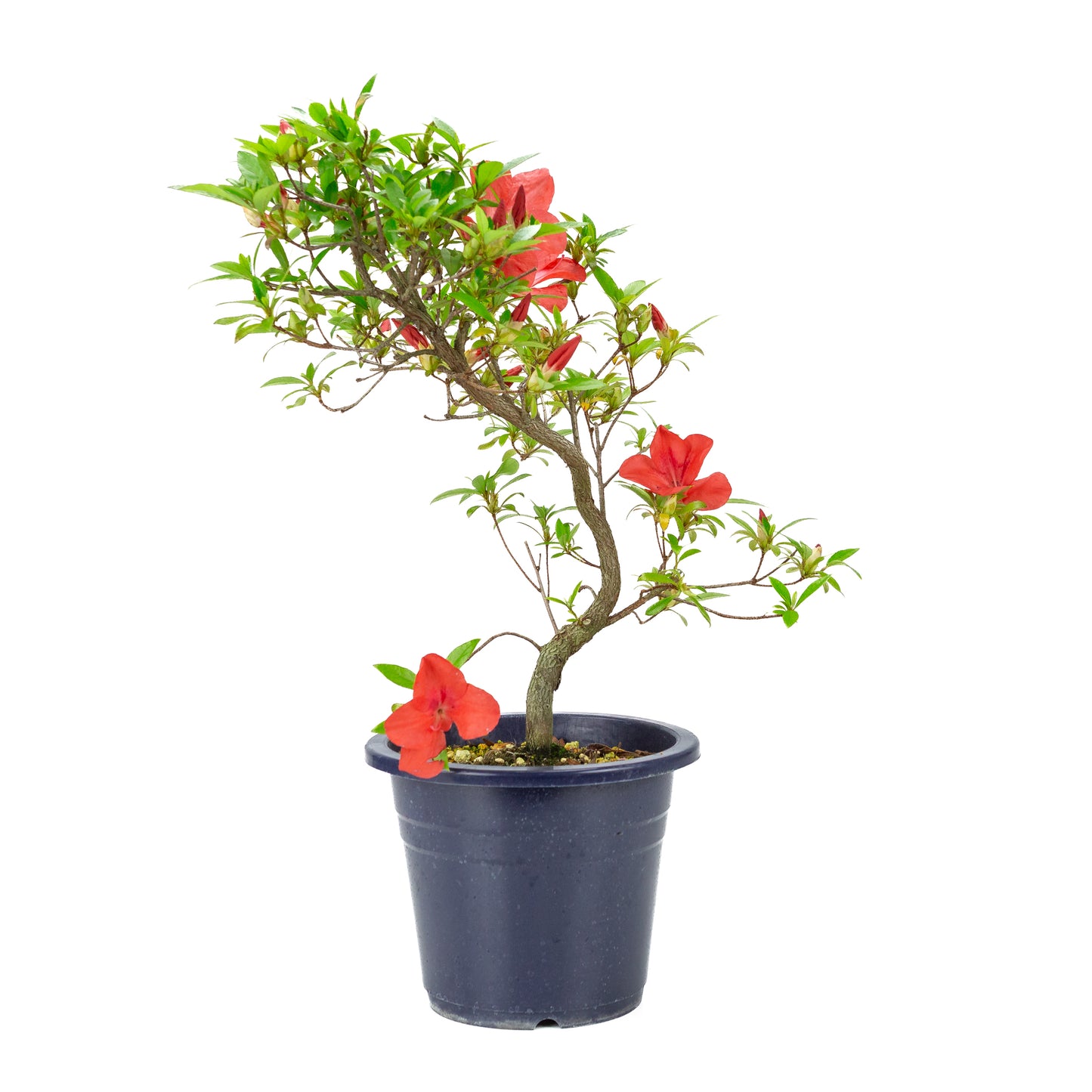 Rhododendron indicum 'Umi Hotaru' (satsuki azalea), hoogte ~49cm