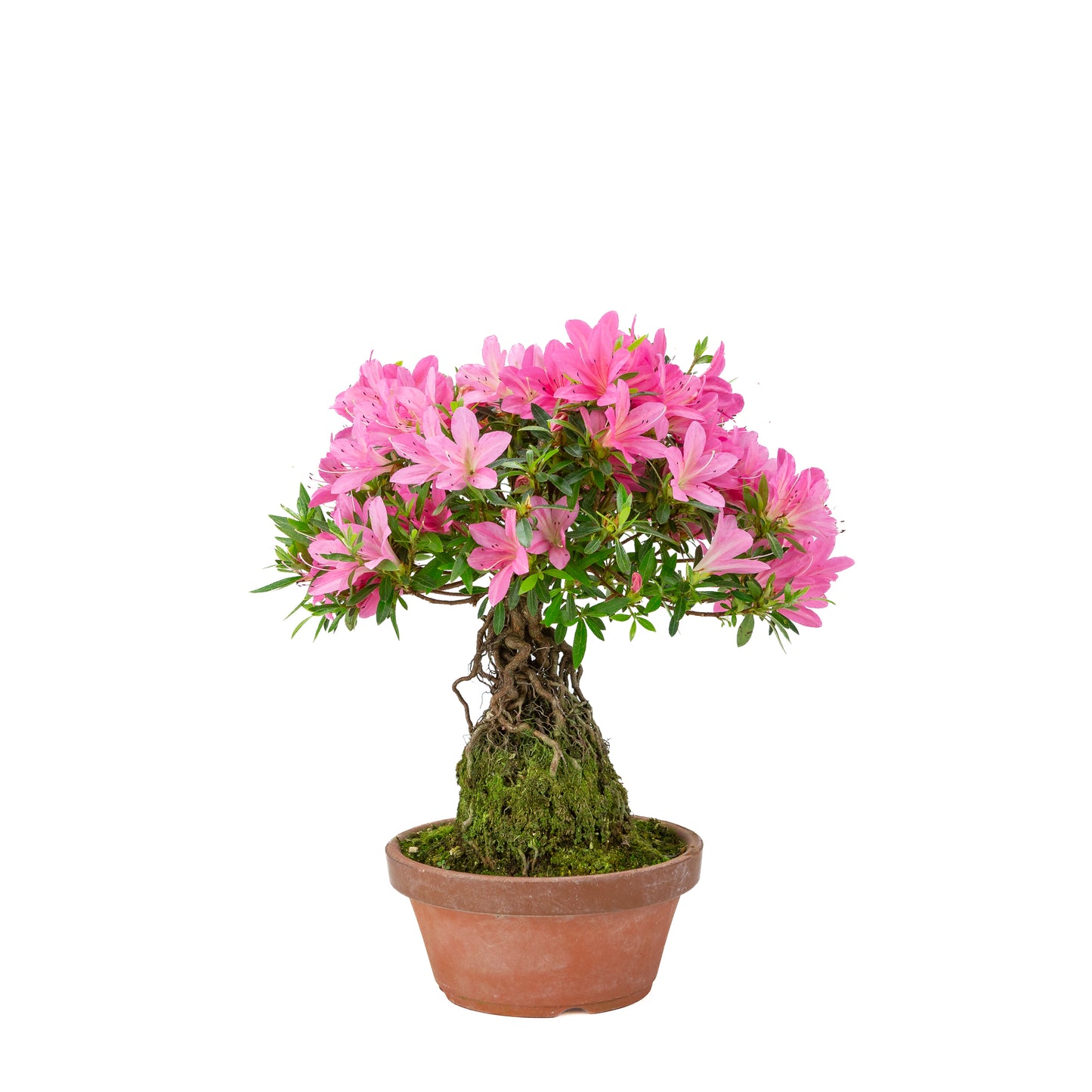 Rhododendron indicum (satsuki azalea), hoogte ~38cm