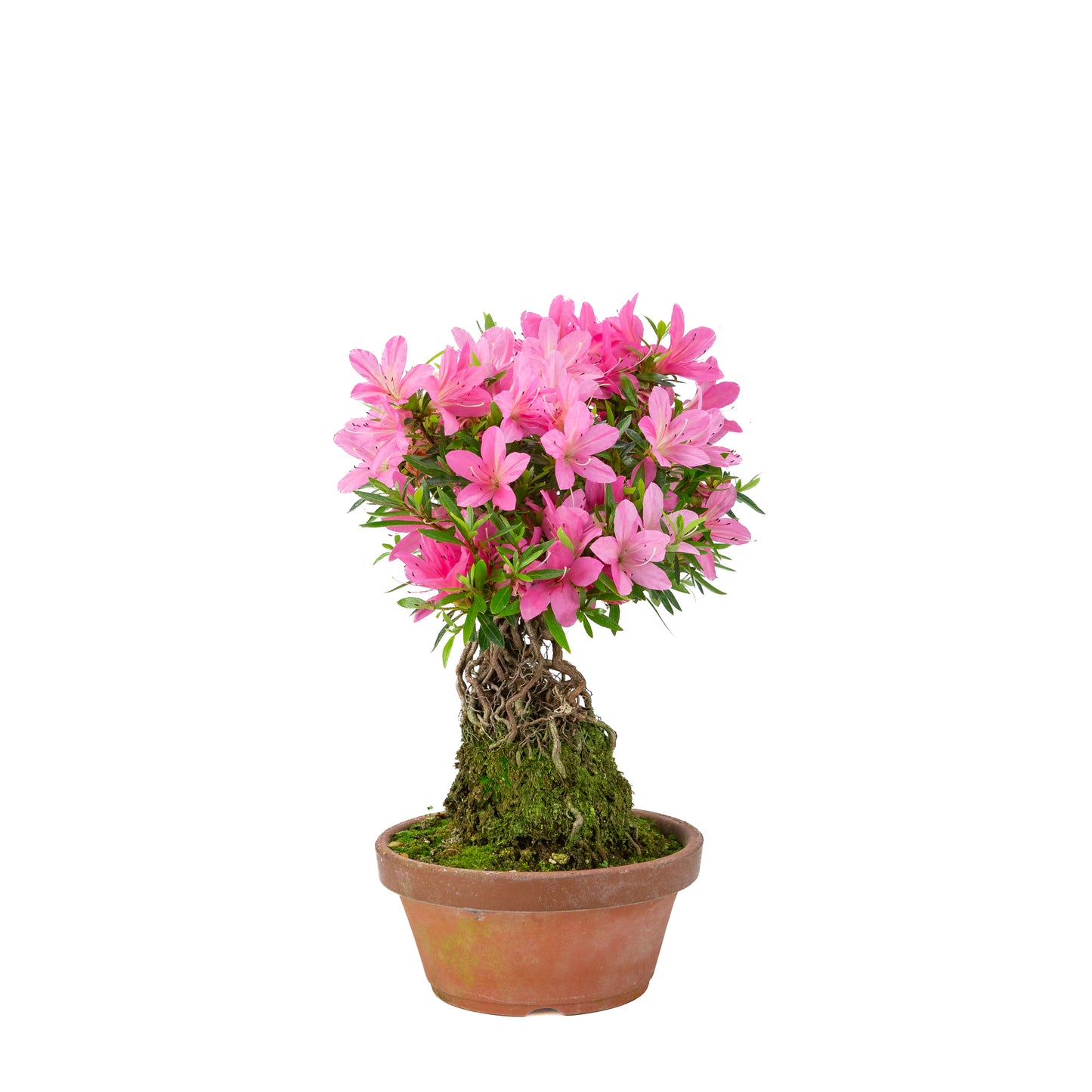 Rhododendron indicum (satsuki azalea), hoogte ~38cm