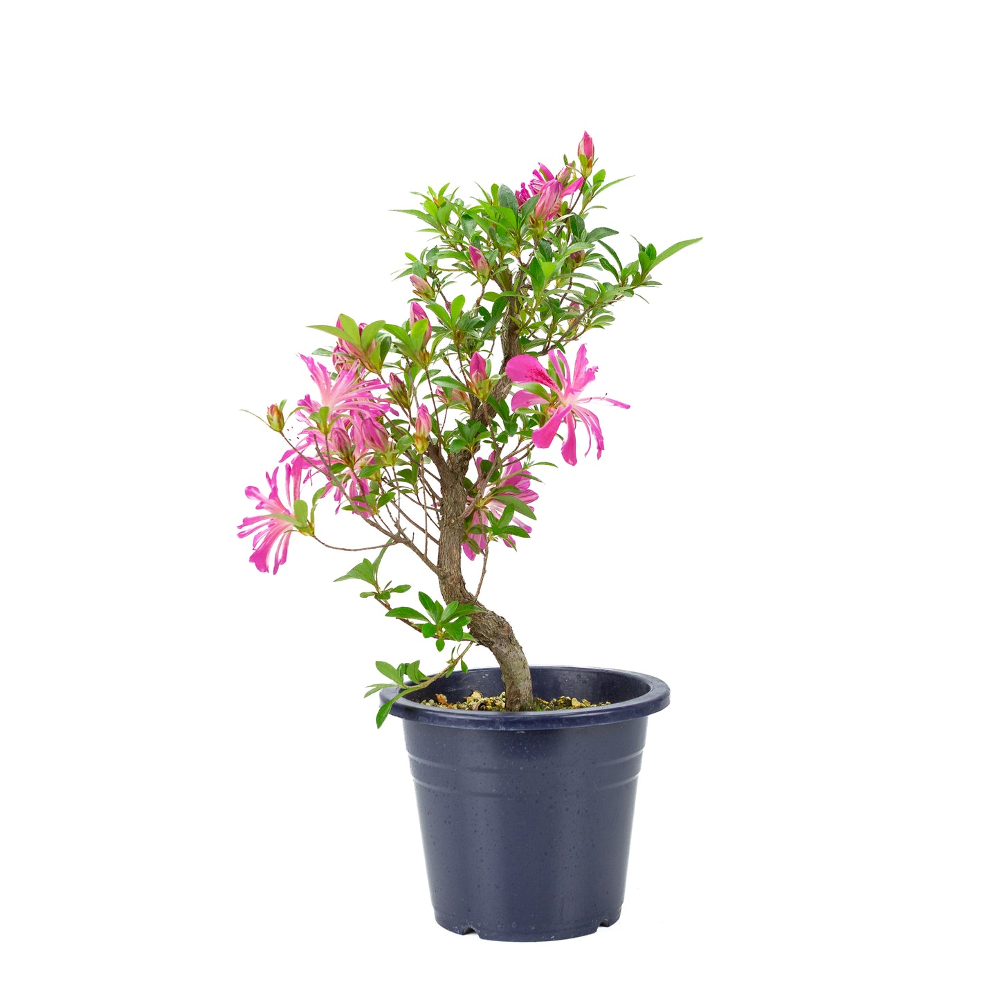 Rhododendron indicum 'Hanabin' (satsuki azalea), hoogte ~49cm