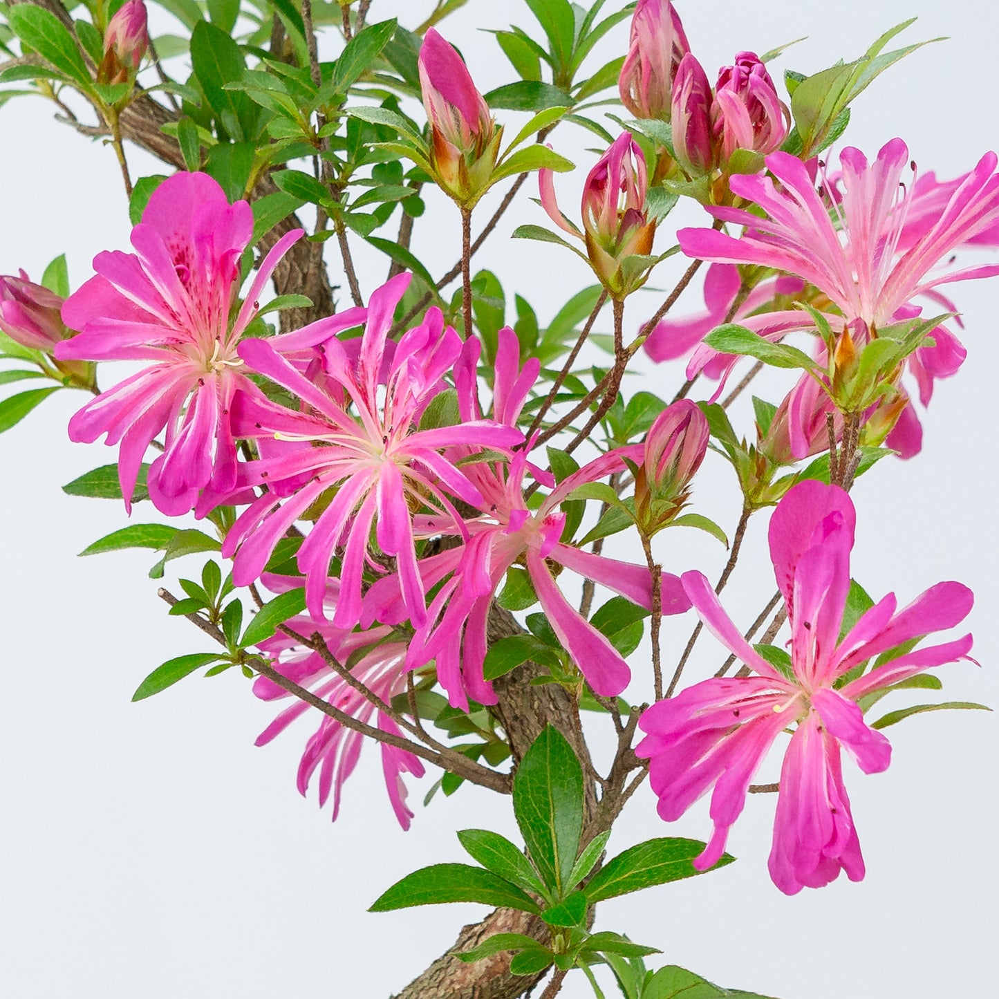 Rhododendron indicum 'Hanabin' (satsuki azalea), hoogte ~49cm