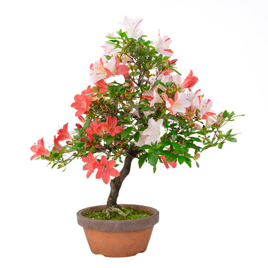 Rhododendron indicum 'Yumekoyo' (satsuki azalea), hoogte ~55cm
