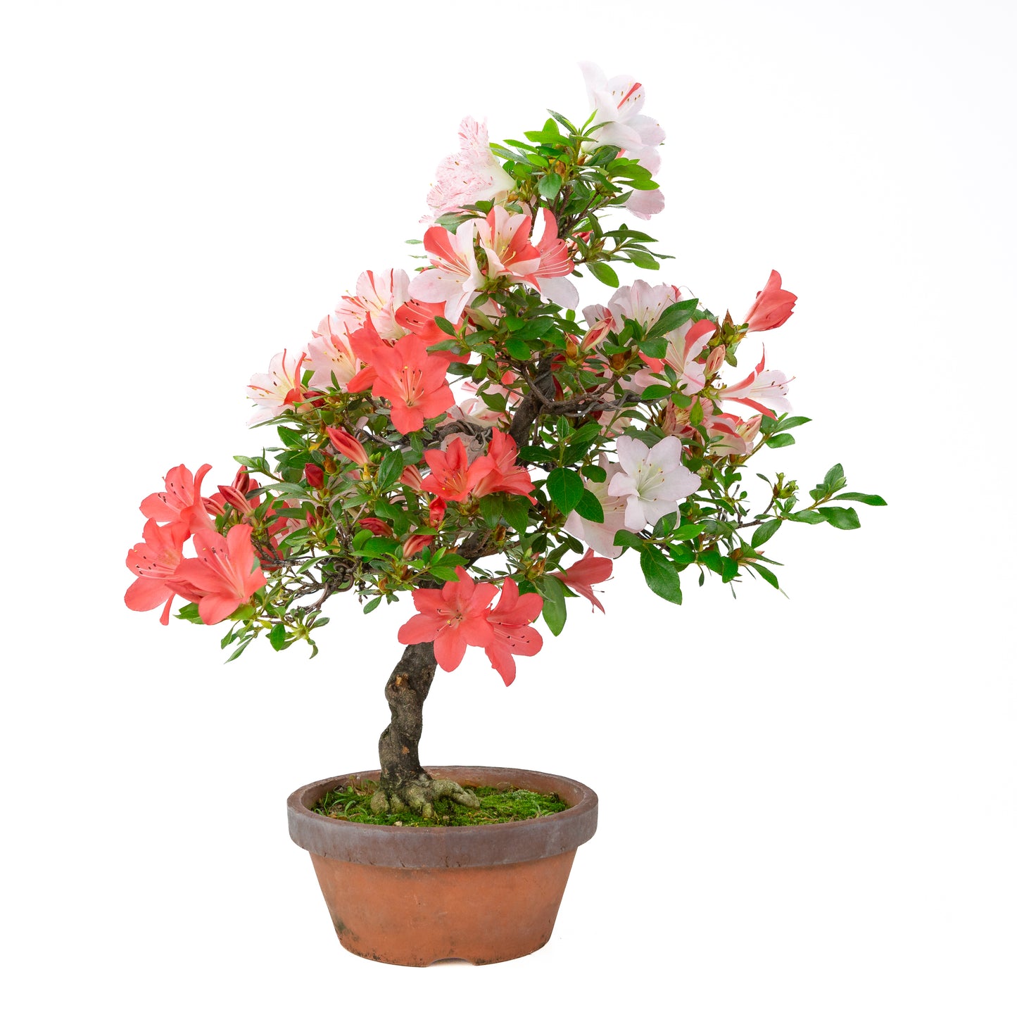 Rhododendron indicum 'Yumekoyo' (satsuki azalea), hoogte ~55cm