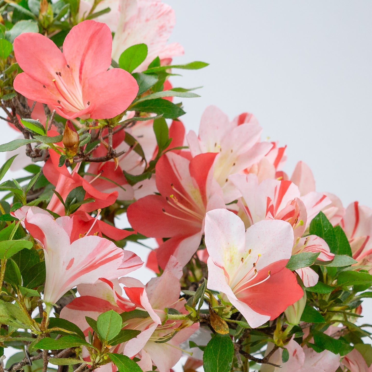 Rhododendron indicum 'Yumekoyo' (satsuki azalea), hoogte ~55cm
