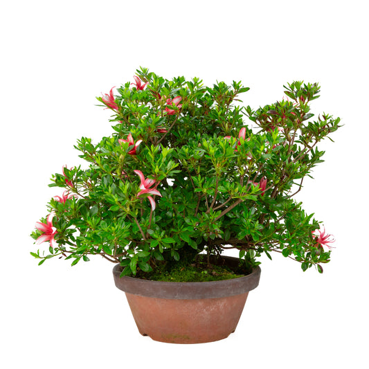 Rhododendron indicum 'Hotarubi' (satsuki azalea), hoogte ~43cm