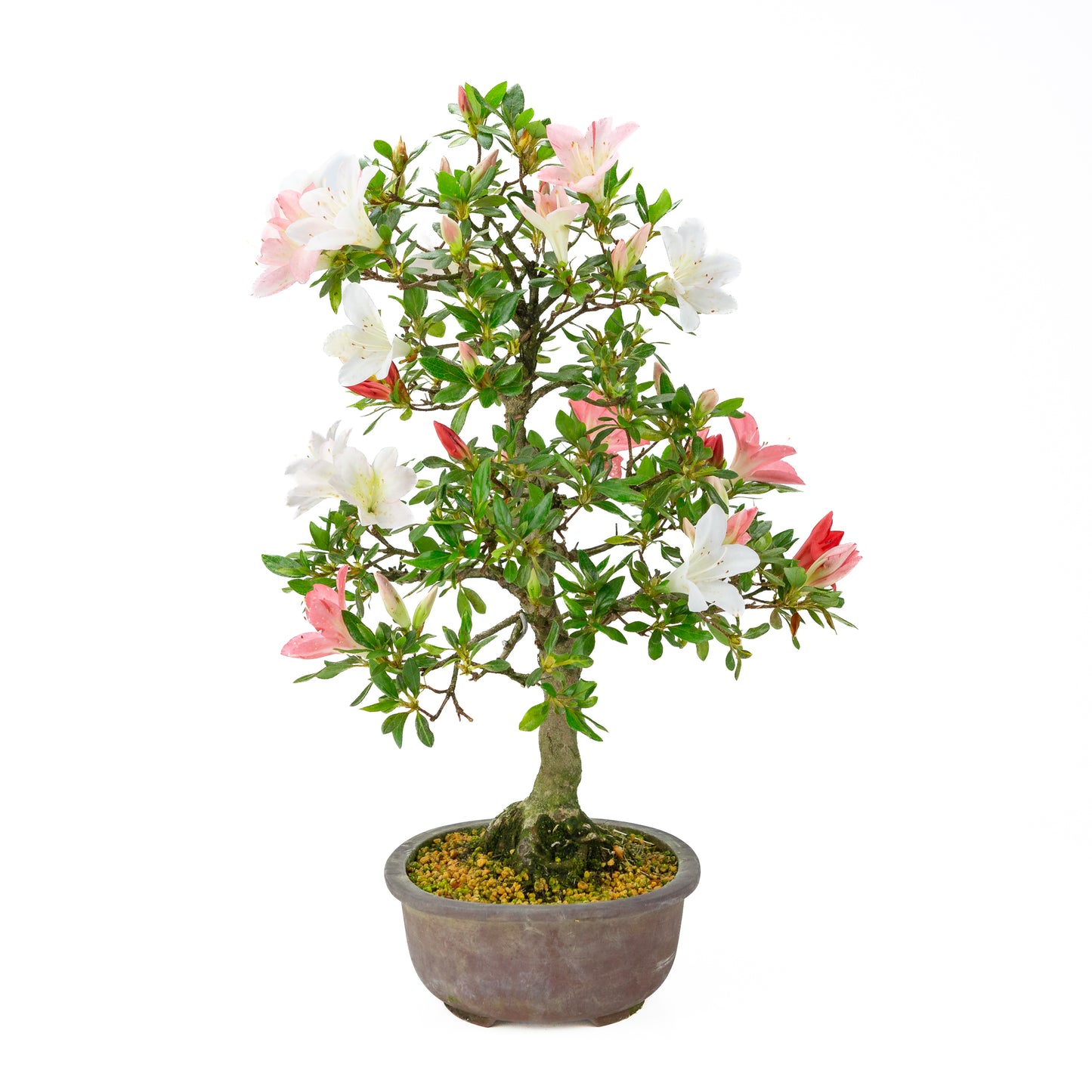 Rhododendron indicum (satsuki azalea), hoogte ~52cm
