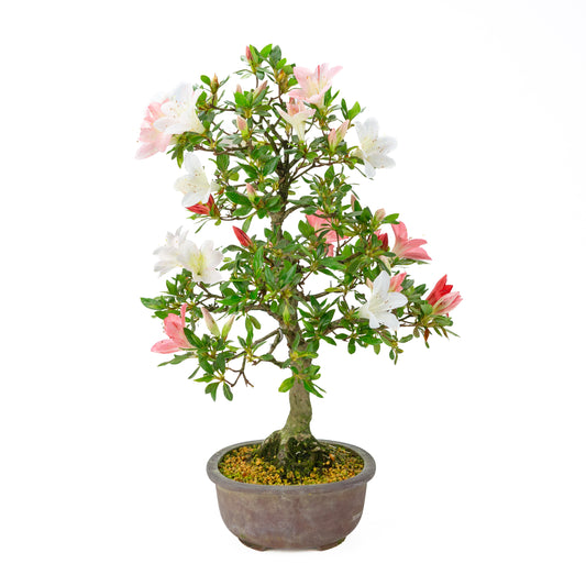 Rhododendron indicum (satsuki azalea), hoogte ~52cm