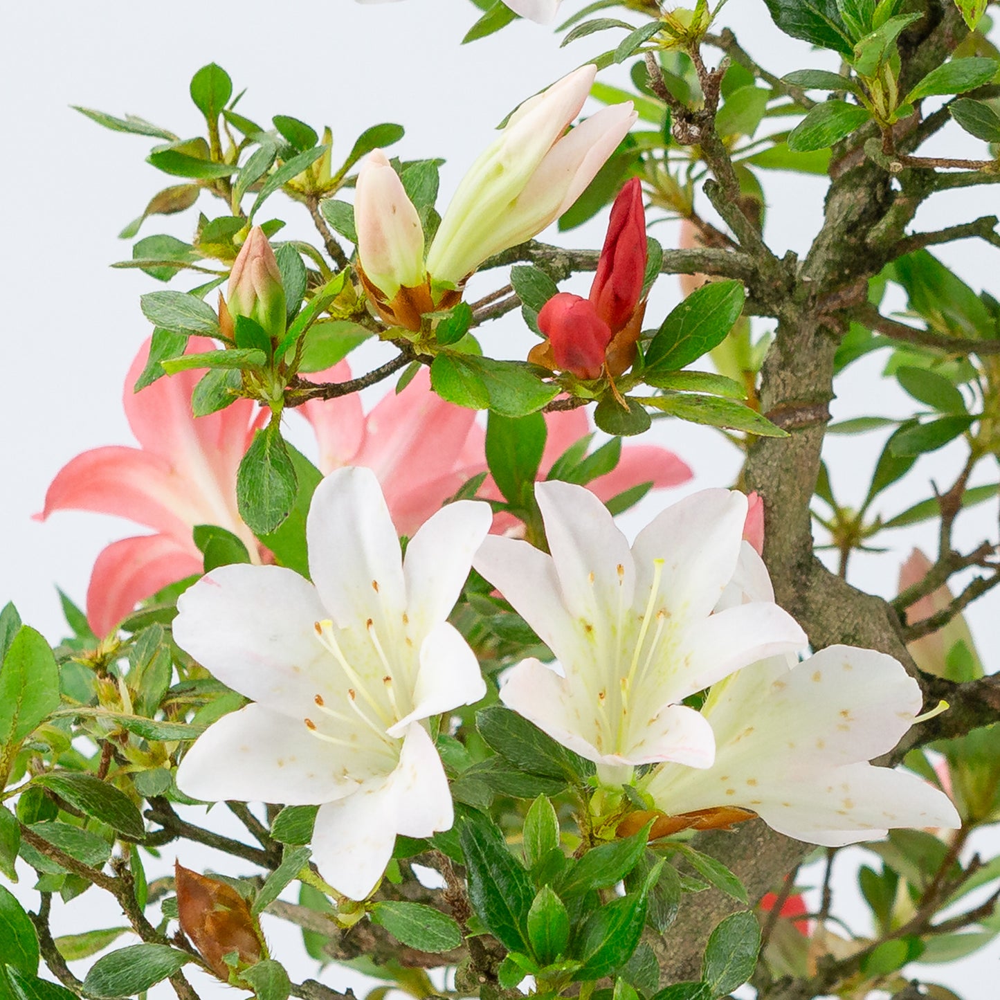 Rhododendron indicum (satsuki azalea), hoogte ~52cm