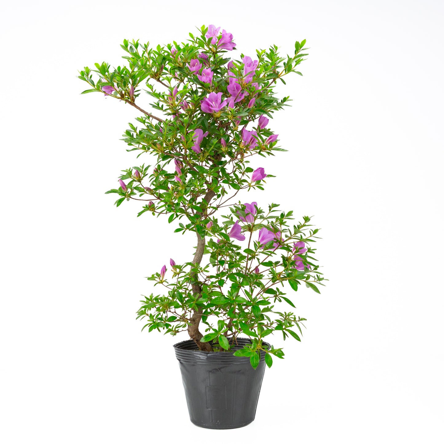 Rhododendron indicum 'Suzukaze' (satsuki azalea), hoogte ~61cm