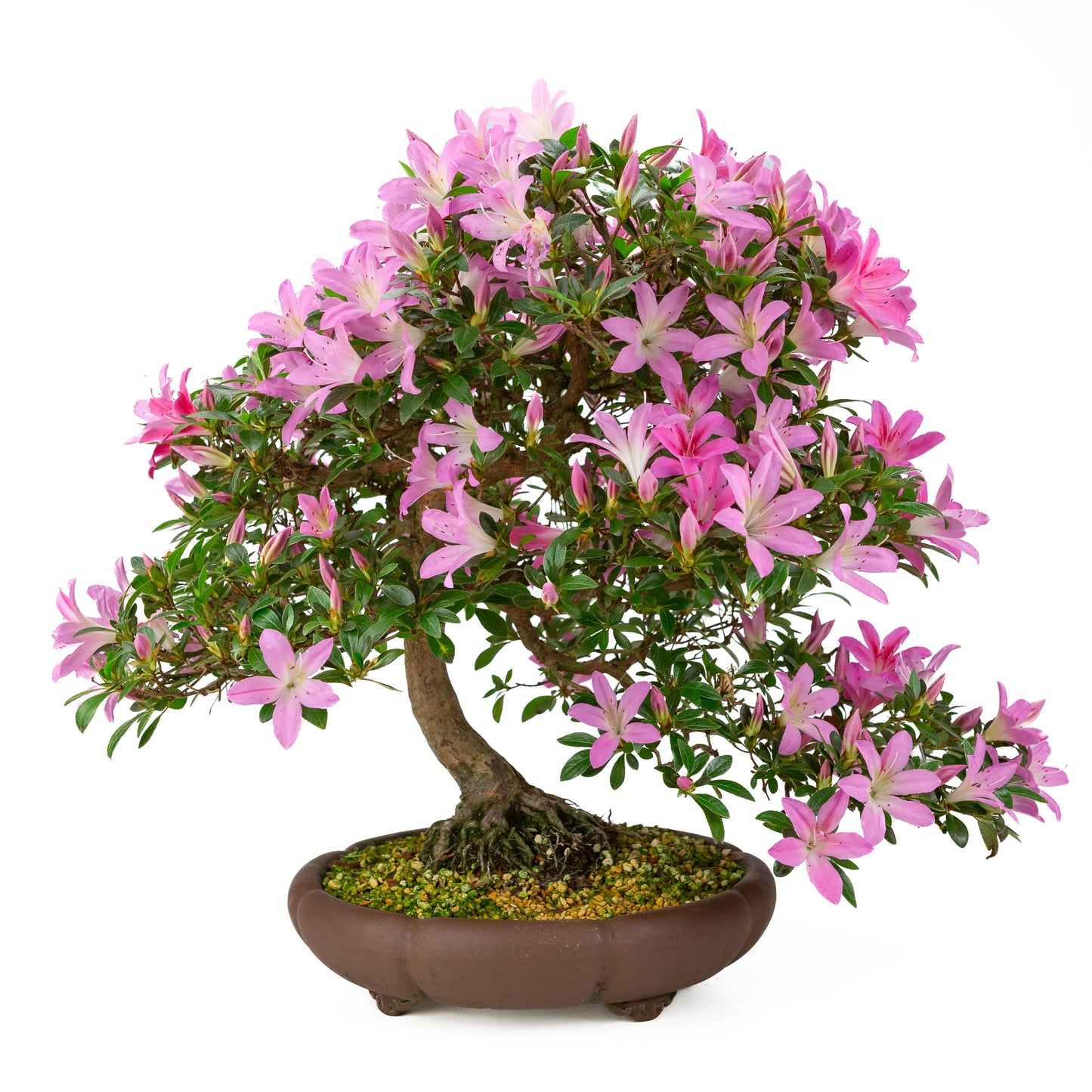 Rhododendron indicum (satsuki azalea), hoogte ~50cm