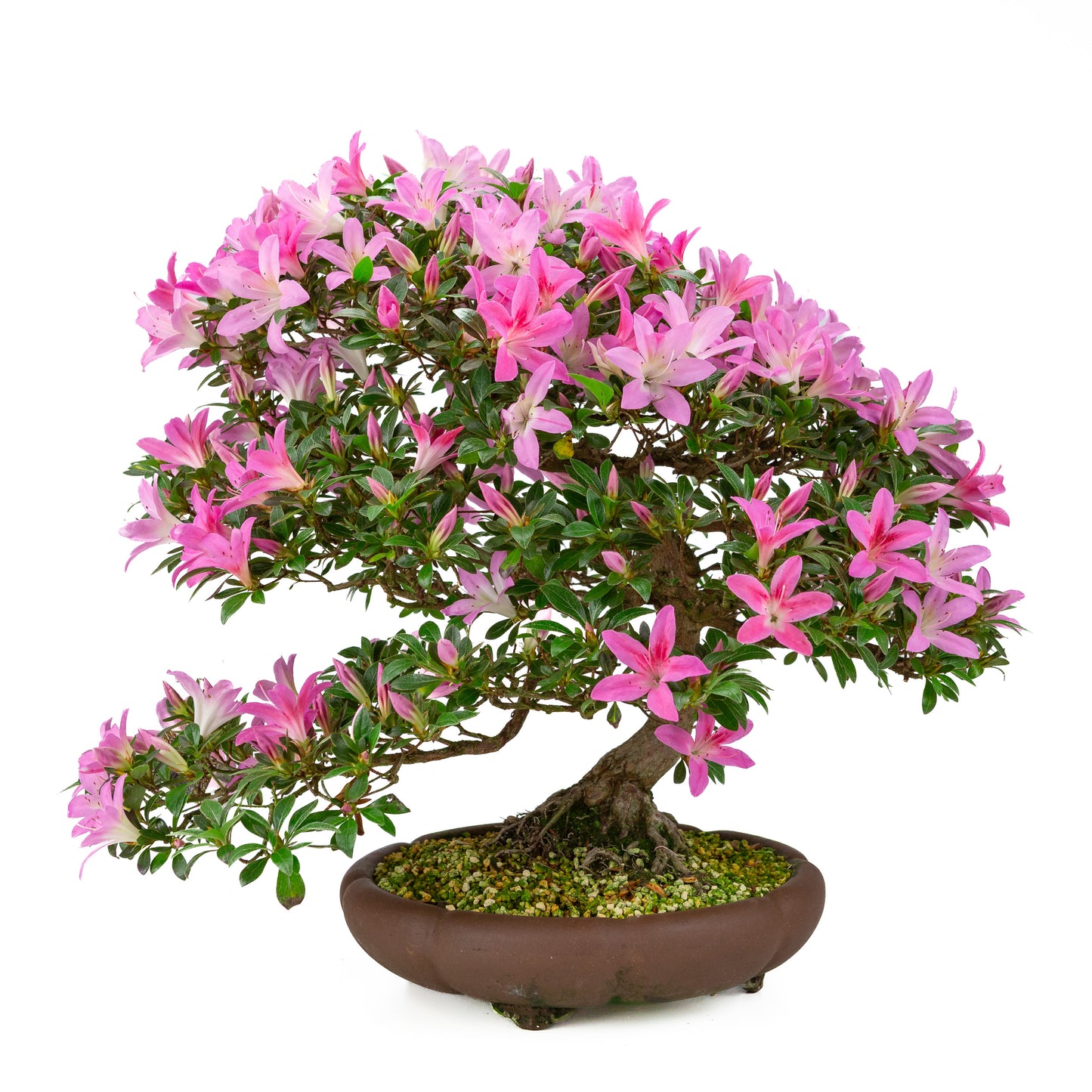 Rhododendron indicum (satsuki azalea), hoogte ~50cm